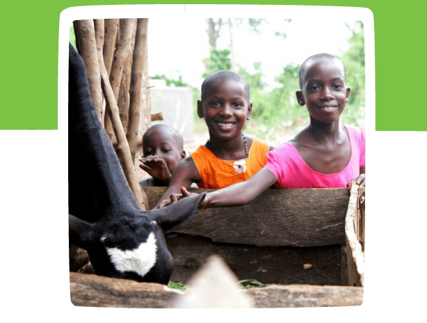 send-a-cow-change a family's future