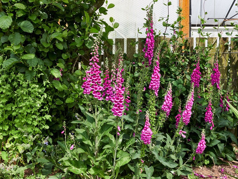 Perennial Nursery-foxgloves - St Davids