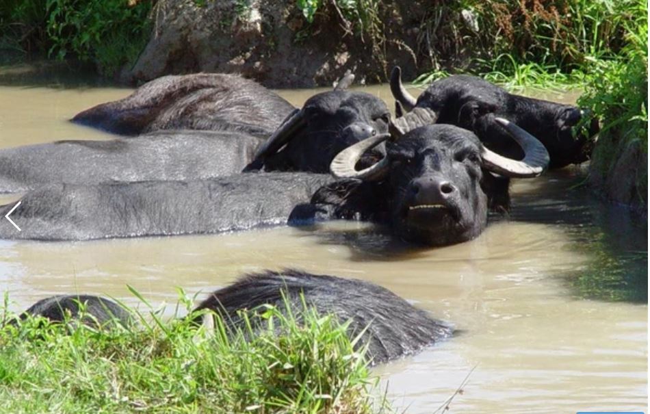 Oak tree cottage - Water buffalo - Cilgerran - FBM Holidays