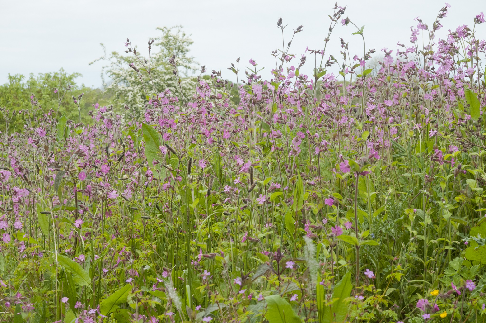 Oak tree cottage - Wild flowers- Cilgerran - FBM Holidays