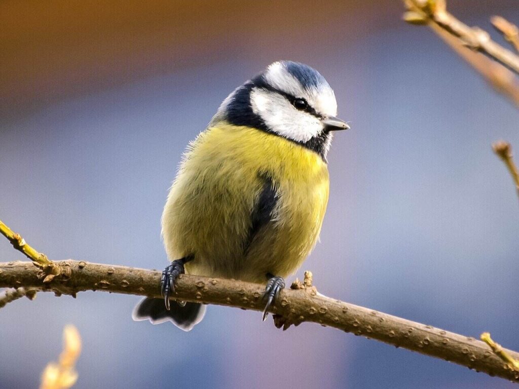 Get Birding (1)-18ea0d00