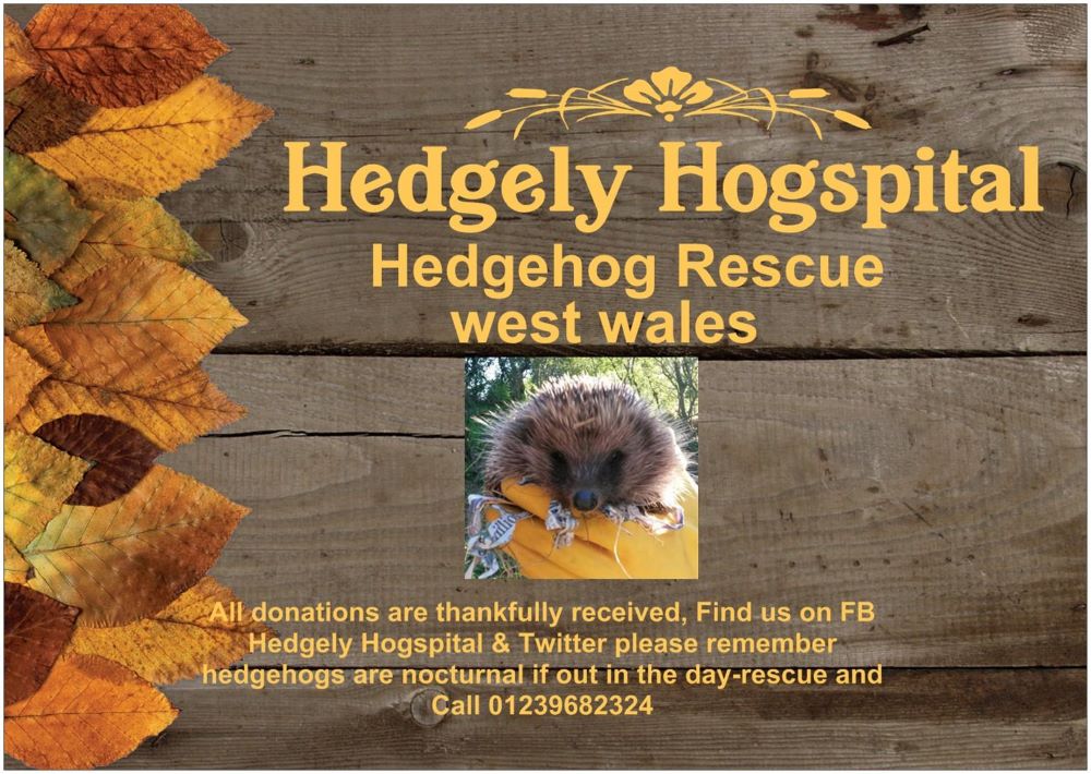 hedgely hogspital image-7aea0fb6