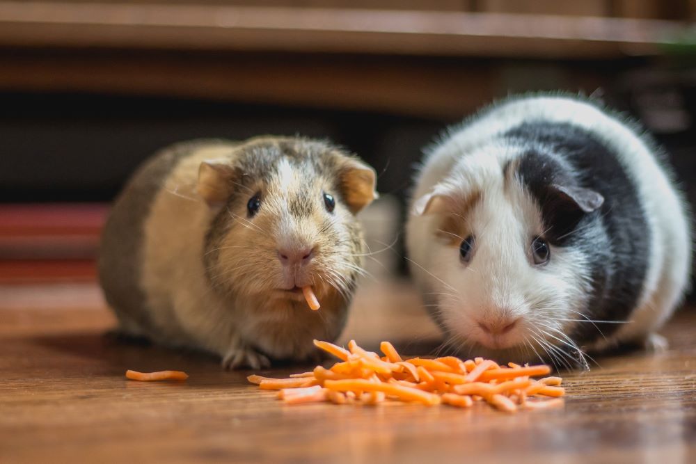 guinea pigs-c0e3d2cb