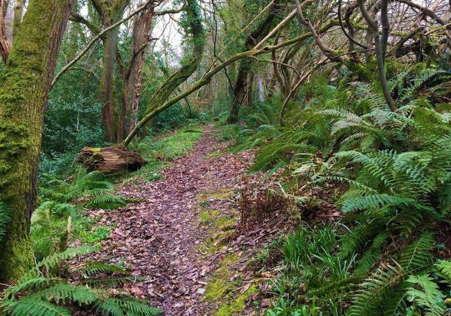 Actif Woods Wales (1)-d0226022