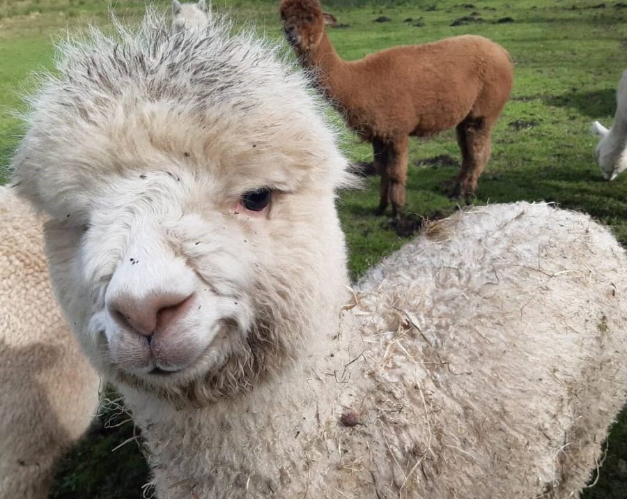 Bird farm Alpacas (1)-91eb7105