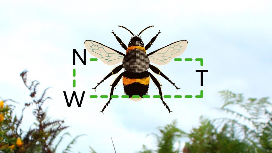 National Theatre Wales - Go tell the bees