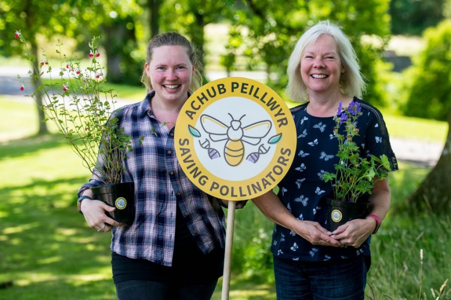 Penlan Perennials -  Saving Pollinators Assurance Scheme