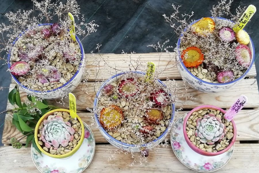 Perennial---Christmas-Pots
