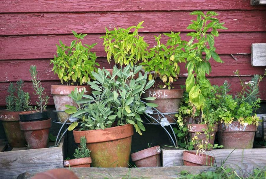 Perennial---Cooking-with-Herbs-workshop