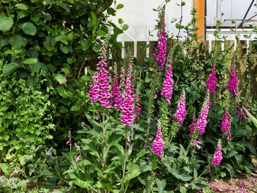 Perennial Nursery-foxgloves - St Davids