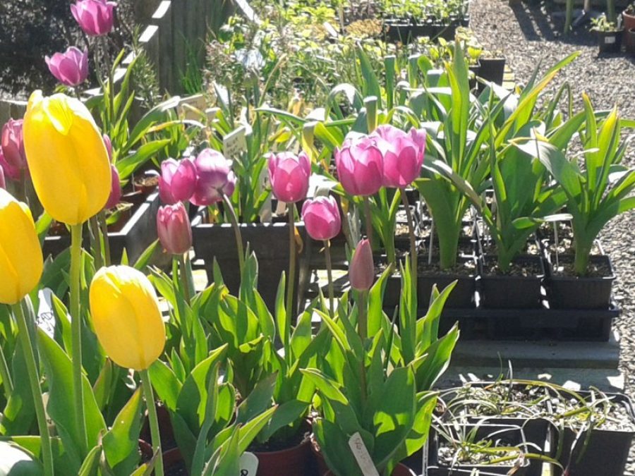 Perennial---tulips