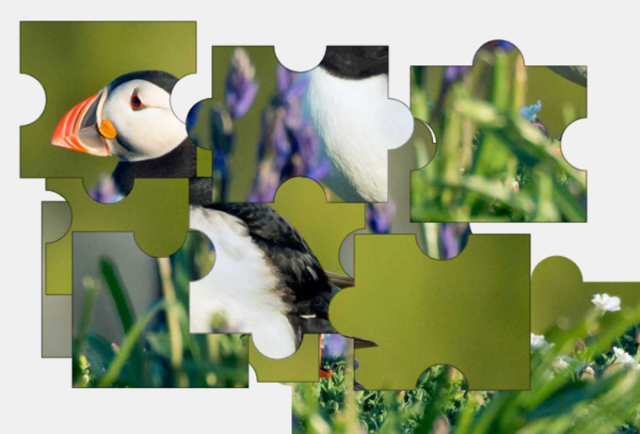 PuffinJigsaw