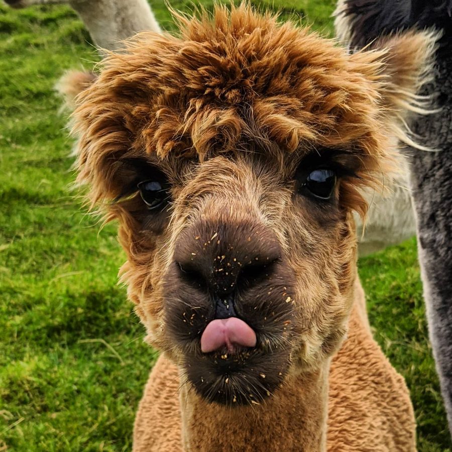 Rhyndaston Alpacas