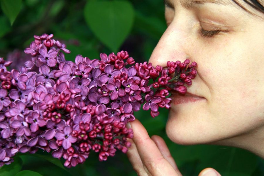 SIZED lilac-gb8268dbf7_1920 (1)-5b1dc484