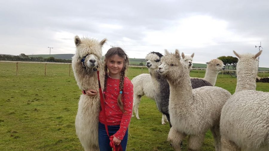 alpaca farm photo 2-85eb7b21