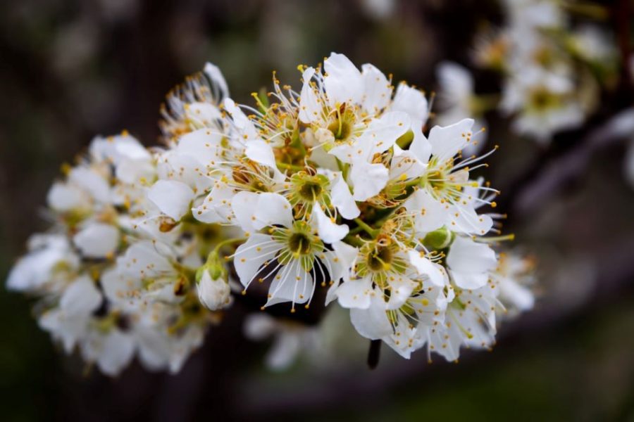 pollen pic-b315fa71