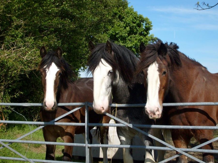 shires image-50802148
